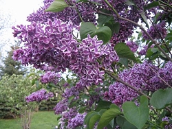 Lilac 